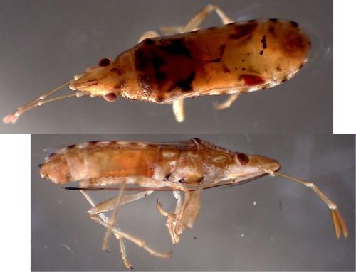 Réf. 335 786 : Belonochilus numenius
